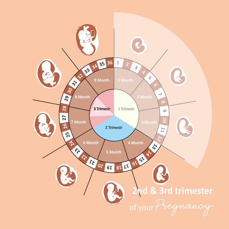 Pregnasyll-2